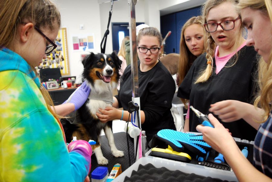 Animal Science Classes Start Dog-grooming Service – The Cat's Eye